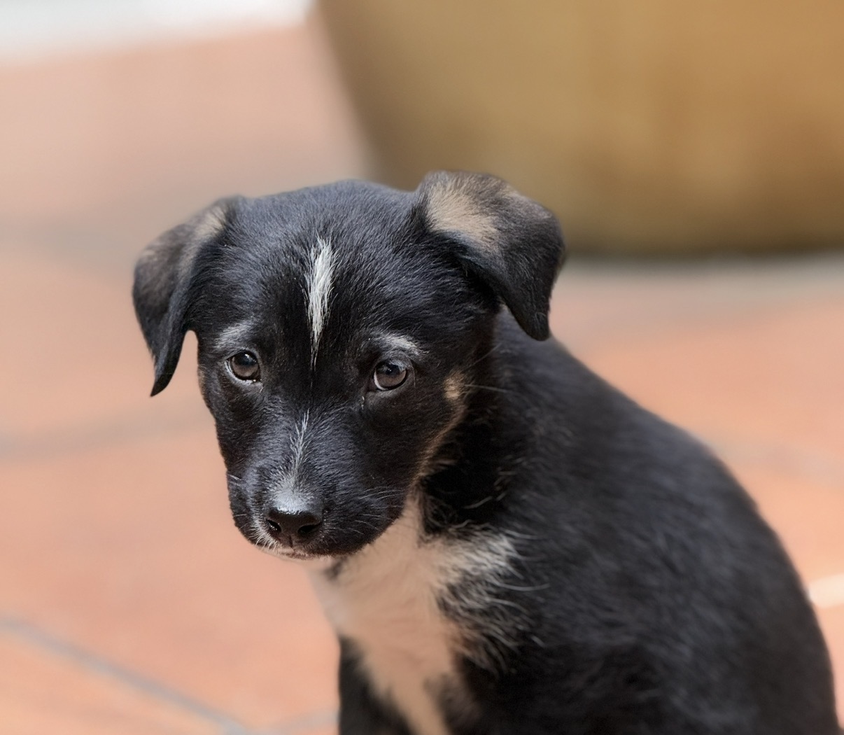 Rescued puppy playing
